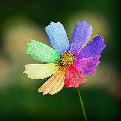 

Nema Rare Rainbow Chrysanthemum Seed(100 per packet)