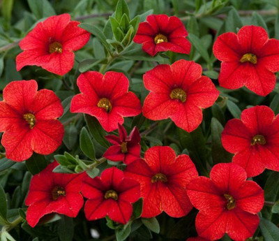 

Nema Red Petunia Hybrida Seed(50 per packet)