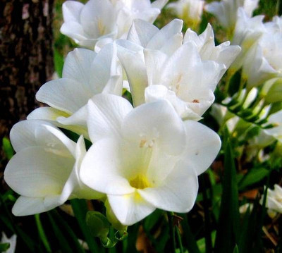 

Nema White Freesia Seed(100 per packet)