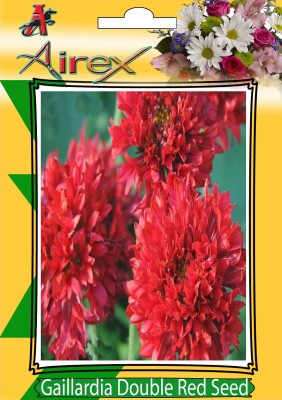 Airex Gaillardia Double Red Summer Flower Seed (Pack Of 30 Seed * 1 Per Packet) Seed(30 per packet)