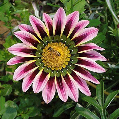 

Nema Purple Stripes Daisy Flower Seed(100 per packet)