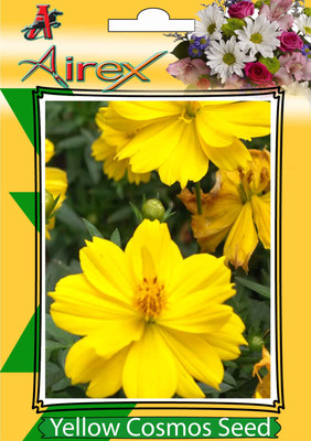 Airex Yellow Cosmos Seed(25 per packet)