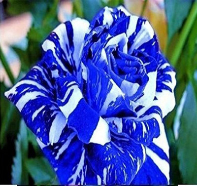 

Nema Blue Dragon Rose Seed(100 per packet)