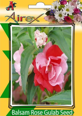 Airex Balsam Rose Gulab Summer Flower Seed (pack of 30 Seed * 5 Per Packet) Seed(150 per packet)