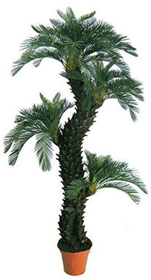 

Nema sago cycas Seed(10 per packet)