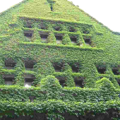 

Nema Green Boston IVY Seed(100 per packet)