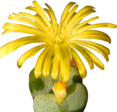 

Nema "Strombocactus disciformis" Cactus Seed(10 per packet)