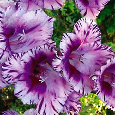 

Nema Rare Striped Gladiolus Seed(100 per packet)