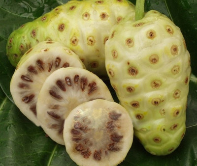 Nema Noni Fruit Seed(1 per packet)