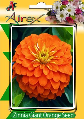 Airex Orange Zinnia Summer Flower Seed (Pack Of 30 Seed * 1 Per Packet) Seed(30 per packet)