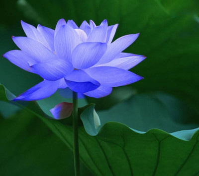 

Nema Blue Bowl Lotus Seed(5 per packet)