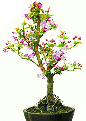 

Nema Pink Begonia Flower Seed(10 per packet)