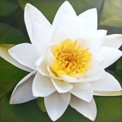 

Nema White Bowl Lotus Seed(5 per packet)