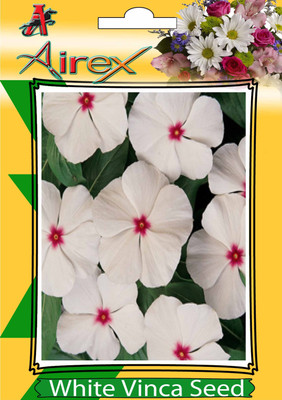 

Airex White Vinca Seed(240 per packet)