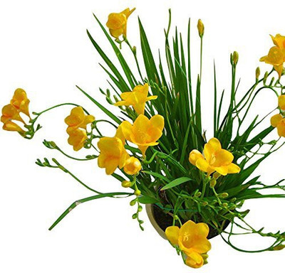 Nema Yellow Freesia Flower Seed(100 per packet)