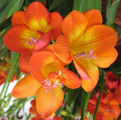 

Nema Freesia Seed(50 per packet)
