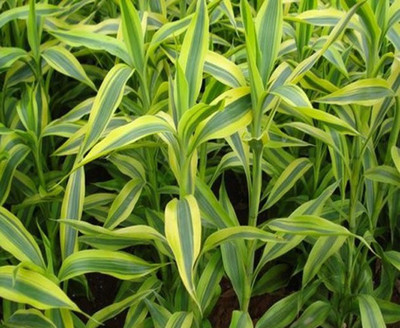 Nema Chlorophytum Seed(100 per packet)