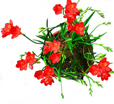 

Nema Freesia Red Flower Seed(100 per packet)