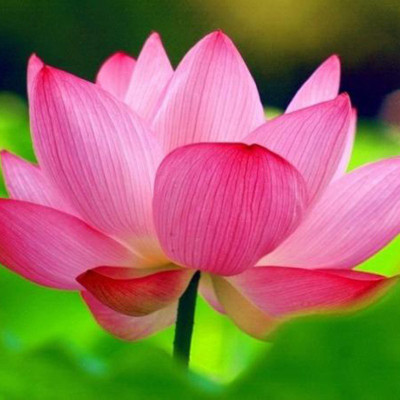 

Nema Pink Lotus Seed(5 per packet)