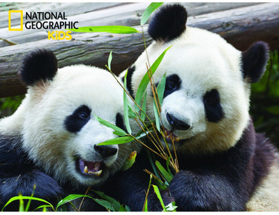 

Prime 3D National Geographic Pandas Super 3D Puzzle(100 Pieces)