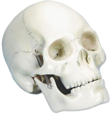 

BEXCO HUMAN SKULL, 2 PARTS(Multicolor)