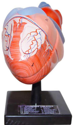 BEXCO Human Heart - 4 Parts(Multicolor)