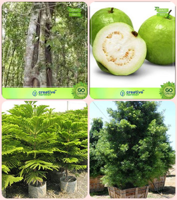 

Creative Farmer Tree Seeds For All Season India Wrightia Tinctoria,Guava ,Hoop Pine ,Podocarpus Gracillior Combo For Home Garden Medicinal Tree Seeds & Fruit Seeds & Shade Tree/Ornamental Tree & Tree Seeds Seeds By Creative Farmer Seed(4 per packet)