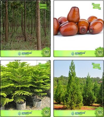 

Creative Farmer Tree Seeds For Home Mangium,Plum ,Hoop Pine ,Japanese Cedar Combo For Home Garden Shade Tree & Fruit Seeds & Shade Tree/Ornamental Tree & Shade Tree/Ornamental Tree Seeds By Creative Farmer Seed(4 per packet)