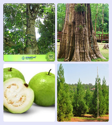 

Creative Farmer Tree Seeds 4 Types Gmelina Arborea,Teak Seeds,Guava ,Japanese Cedar Combo For Home Garden Medicinal Tree Seeds & Timber Species/Shade Tree & Fruit Seeds & Shade Tree/Ornamental Tree Seeds By Creative Farmer Seed(4 per packet)
