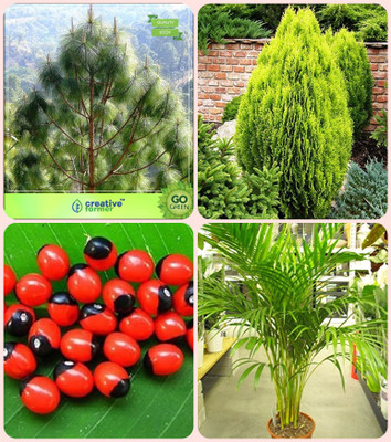 

Creative Farmer Tree Seeds Home Depot Pinus Roxburghaii,Thuja Orientalis ,Abrus Precatorius ,Areca Palm Combo For Home Garden Timber & Medicinal Plant Seeds & Herbal Tree & Ornamental Palm Tree Seeds By Creative Farmer Seed(4 per packet)