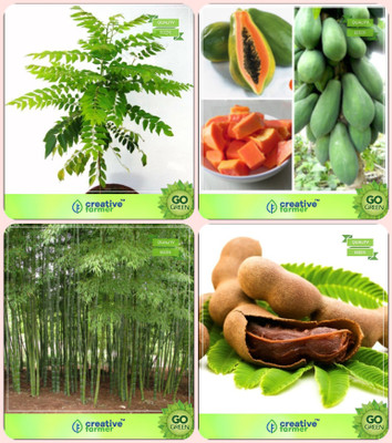 

Creative Farmer Seeds For Home Garden Murraya Koenigii,Papaya,Small Bamboo ,Tamarind Combo For Home Garden Vegetable Tree & Fruit Seeds & Bamboo & Fruit Seeds Seeds By Creative Farmer Seed(4 per packet)