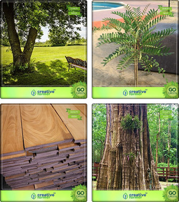 

Creative Farmer Seeds Of Trees For Garden Divi-Divi ,Simarouba Glauca(Paradise-Tree),Mahogany ,Teak Seeds Combo For Home Garden Shade Tree/Ornamental Tree & Herbal Medicinal Tree/Plant & Timber Species & Timber Species/Shade Tree Seeds By Creative Farmer 