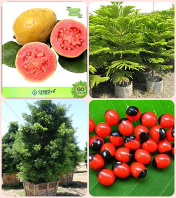 

Creative Farmer Seeds For Garden Tree Guava ,Hoop Pine ,Podocarpus Gracillior ,Abrus Precatorius Combo For Home Garden Fruit Seeds & Shade Tree/Ornamental Tree & Tree Seeds & Herbal Tree Seeds By Creative Farmer Seed(4 per packet)