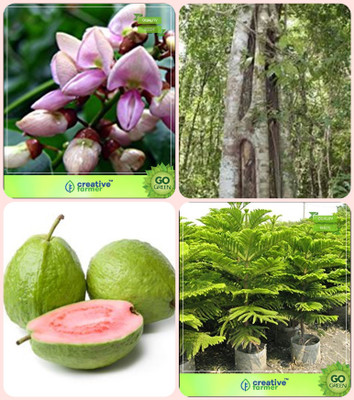 

Creative Farmer Gardening Tree Seeds For Garden Pongamia Pinnata,Wrightia Tinctoria,Guava ,Hoop Pine Combo For Home Garden Medicinal Tree Seeds & Medicinal Tree Seeds & Fruit Seeds & Shade Tree/Ornamental Tree Seeds By Creative Farmer Seed(4 per packet)