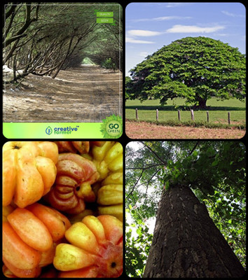 

Creative Farmer Seeds Of Trees For Garden Australian Pine,Elephant-Ear Tree,Malabar Tamarind ,Malabar Neem -Plywood Tree Combo For Home Garden Ornamental Tree & Shade Tree/Ornamental Tree & Fruit Seeds & Timber Species Seeds By Creative Farmer Seed(4 per 