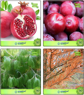 

Creative Farmer Tree Seeds For Home Garden Pomagranate,Plum ,Pinus Petula ,Taxodium Mucronatum Combo For Home Garden Fruit Seeds & Timber Species & Tree Seeds Seeds By Creative Farmer Seed(4 per packet)