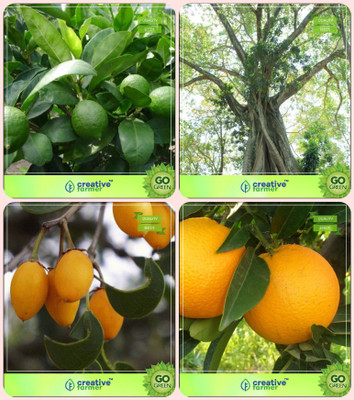 

Creative Farmer Go Green Gift Combo Citrus Seeds ,Ficus Religiosa,Mamosa -Elangi ,Orange Combo For Home Garden Fruit Seeds & Sacred Tree & Fruit Seeds Seeds By Creative Farmer Seed(1 per packet)