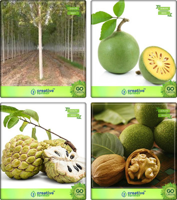 

Creative Farmer Tree Seeds For Home Garden Mangium,Aegle Marmelos ,Anona Squamosa ,Wallnut Combo For Home Garden Shade Tree & Sacred Tree & Fruit Seeds & Nut Seeds Seeds By Creative Farmer Seed(4 per packet)