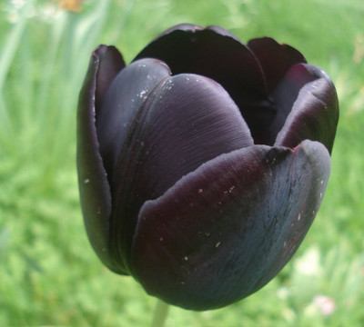 

Nema Black Tulip Flower Seed(10 per packet)