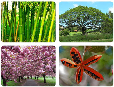 

Creative Farmer Conifer & Sacred Tree Seeds Bamboo Thorny,Albizia Saman,Prunus Puddum ,Sterculia Guttata Combo For Home Garden Bamboo & Shade Tree & Ornamental Tree & Herb Tree Seeds By Creative Farmer Seed(4 per packet)