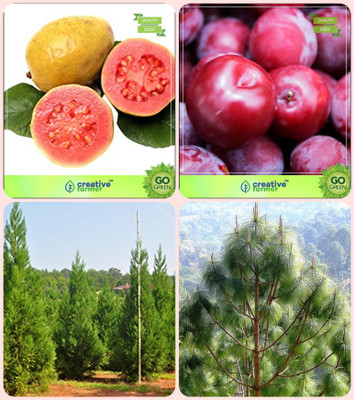 

Creative Farmer Plant Seeds Guava ,Plum ,Japanese Cedar ,Pinus Roxburghaii Combo For Home Garden Fruit Seeds & Shade Tree/Ornamental Tree & Timber Seeds By Creative Farmer Seed(1 per packet)