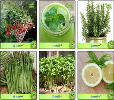 

Creative Farmer Combo Seeds Herbs Alpine Strawberry, Lemon Balm, Rosemary, Asparagus, Cress Common, Lemon Basil Herb Seeds Combo Pack By Creative Farmer Seed(1 per packet)