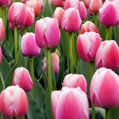 

Nema Pink Tulip Flower Seed(10 per packet)