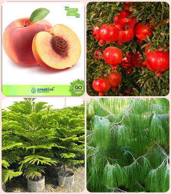 

Creative Farmer Seeds For Gardening Peach ,Pomagranate Nana,Hoop Pine ,Pinus Petula Combo For Home Garden Fruit Seeds & Shade Tree/Ornamental Tree & Timber Species Seeds By Creative Farmer Seed(4 per packet)