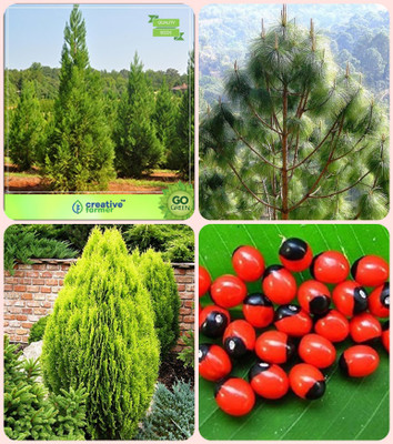 

Creative Farmer Gardening Seeds Japanese Cedar ,Pinus Roxburghaii,Thuja Orientalis ,Abrus Precatorius Combo For Home Garden Shade Tree/Ornamental Tree & Timber & Medicinal Plant Seeds & Herbal Tree Seeds By Creative Farmer Seed(4 per packet)