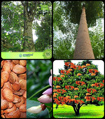 

Creative Farmer Plantation Seeds Gmelina Arborea,Malabar Neem -Plywood Tree,Pongamia Pinnata ,Asoka Combo For Home Garden Medicinal Tree Seeds & Timber Species & Medicinal Tree Seeds & Sacred Tree Seeds By Creative Farmer Seed(4 per packet)