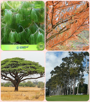 

Creative Farmer Seeds For Garden Pinus Petula ,Taxodium Mucronatum ,Acacia Senegal ,Eucalyptus Combo For Home Garden Timber Species & Tree Seeds & Tree Seeds & Herb Tree Seeds By Creative Farmer Seed(1 per packet)