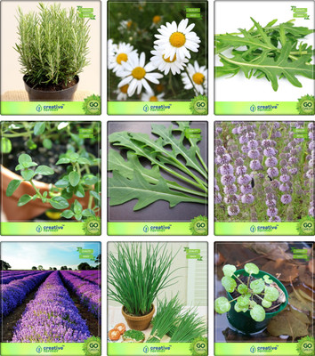 

Creative Farmer Herb Plants Seeds For Home Rosemary, German Chamomille, Wild Rocket, Thyme English Winter, Terragon, Penny Royal, Lavender, Garlic Chives, Water Cress Herb Seeds Combo Pack By Creative Farmer Seed(1 per packet)