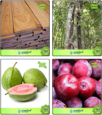 

Creative Farmer Tree Seeds For Home Indoor Mahogany,Wrightia Tinctoria,Guava ,Plum Combo For Home Garden Timber Species & Medicinal Tree Seeds & Fruit Seeds Seeds By Creative Farmer Seed(4 per packet)