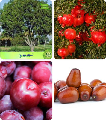 

Creative Farmer Seeds For Gardening Mahogany,Pomagranate Nana,Plum ,Plum Combo For Home Garden Timber Species & Fruit Seeds & Fruit Seeds Seeds By Creative Farmer Seed(4 per packet)